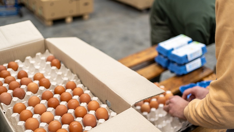 Close up shot of worker packaging eggs for delivery at storage room
