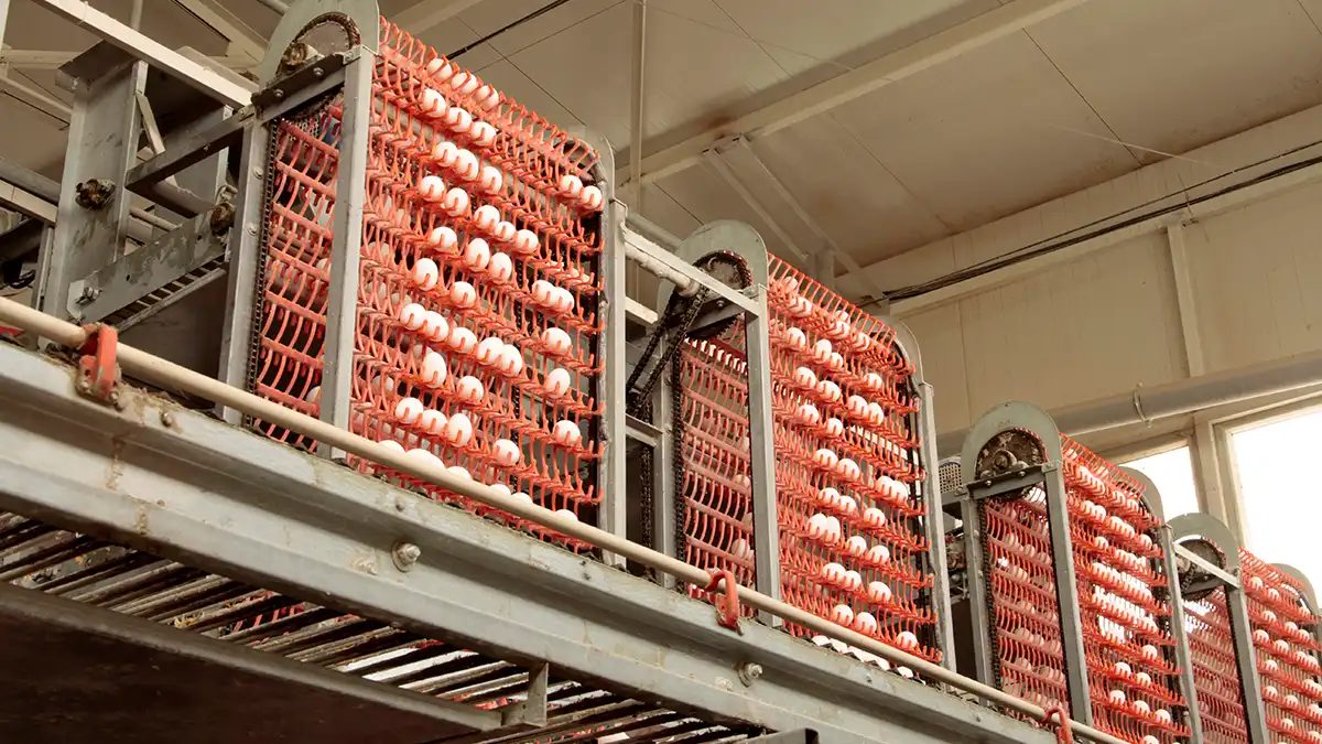 FSMA 204 Shell Eggs FSMA 204 Shell Eggs