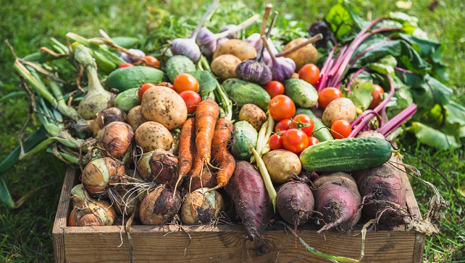Bio food. Garden produce and harvested vegetable. Fresh farm vegetables in wooden box